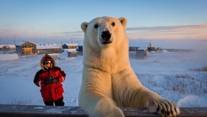 A tiny Arctic village in Alaska is trying to revive its polar bear tourism industry