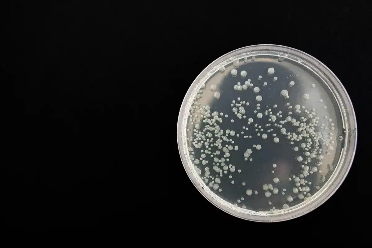 Petri dish with cultured cells under lab lighting showing cellular research context