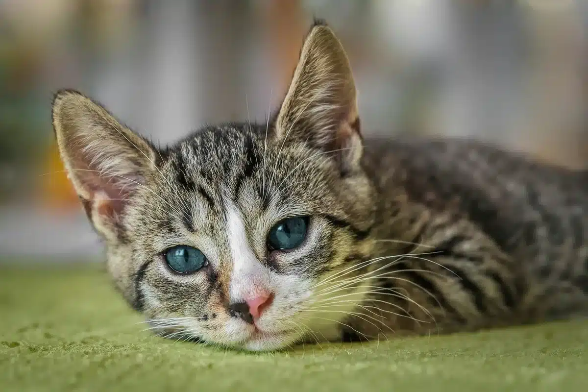 Volunteers performing trap-neuter-return work with cats