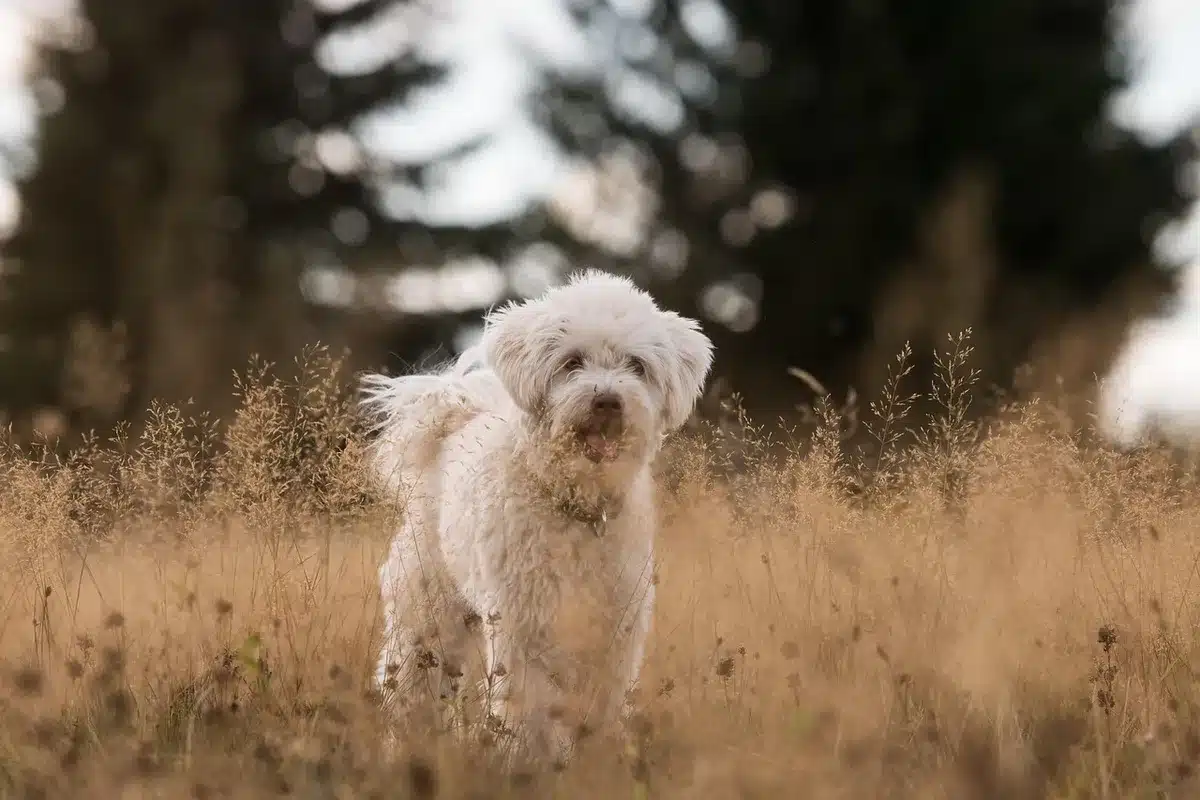 Person walking a dog on a park path illustrating increased daily movement from dog ownership