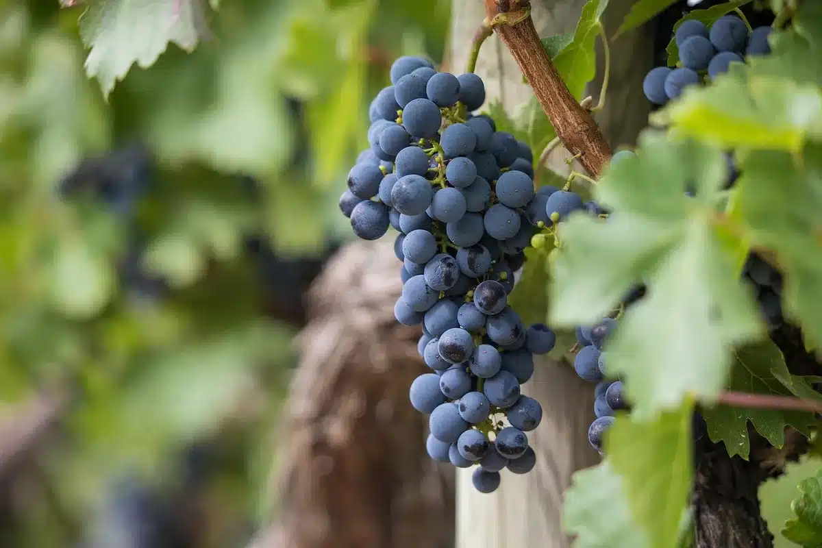 Bare feet stomping grapes in a rustic tub at a vineyard